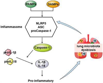 Yifei Sanjie Formula Treats Chronic Obstructive Pulmonary Disease by Remodeling Pulmonary Microbiota
